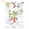 Wawrzynek wilczełyko, motyle, zioła, kwiaty*Woolly laurel, butterflies, herbs, flowers*Wolliger Lorbeer, Schmetterlinge, Kräuter, Blumen*Laurel lanudo, mariposas, hierbas, flores